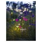 in-lite | SWAY Black | Staande Buitenlamp